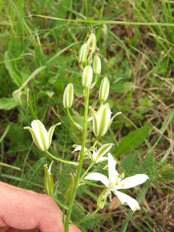 Loncomelos narbonensis